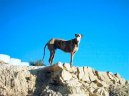 Испанский гальго (Spanish Greyhound, Galgo espanol) / Породы собак / Породы собак: Среднего размера: Уход, советы, бесплатные объявления, форум, болезни