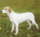 Истрийская короткошерстная гончая (Istrian short-haired Hound) / Породы собак / Породы собак: Охотничие: Уход, советы, бесплатные объявления, форум, болезни