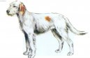 Истрийская жесткошерстная гончая (Istrian wire-haired scent hound) / Породы собак / Уход, советы, бесплатные объявления, форум, болезни
