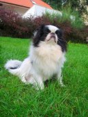 Фотографии к статье: Японский хин (Chin, Japanese Chin) / Советы по уходу и воспитанию породы собак, описание собаки, помощь при болезнях, фотографии, дискусии и форум.