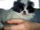 Фотографии к статье: Японский хин (Chin, Japanese Chin) / Советы по уходу и воспитанию породы собак, описание собаки, помощь при болезнях, фотографии, дискусии и форум.