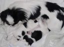 Фотографии к статье: Японский хин (Chin, Japanese Chin) / Советы по уходу и воспитанию породы собак, описание собаки, помощь при болезнях, фотографии, дискусии и форум.