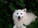 Японский шпиц (нихон супитцу) (Japanese Spitz, Nihon Supittsu) / Породы собак / Уход, советы, бесплатные объявления, форум, болезни