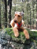 Эрдельтерьер (Airedale Terrier) / Породы собак / Уход, советы, бесплатные объявления, форум, болезни