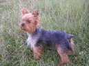 Фотографии к статье: Йоркширский терьер (Yorkshire Terrier) / Советы по уходу и воспитанию породы собак, описание собаки, помощь при болезнях, фотографии, дискусии и форум.