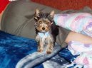 Фотографии к статье: Йоркширский терьер (Yorkshire Terrier) / Советы по уходу и воспитанию породы собак, описание собаки, помощь при болезнях, фотографии, дискусии и форум.