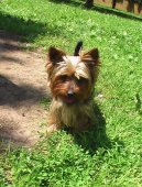 Фотографии к статье: Йоркширский терьер (Yorkshire Terrier) / Советы по уходу и воспитанию породы собак, описание собаки, помощь при болезнях, фотографии, дискусии и форум.