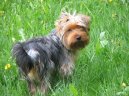 Фотографии к статье: Йоркширский терьер (Yorkshire Terrier) / Советы по уходу и воспитанию породы собак, описание собаки, помощь при болезнях, фотографии, дискусии и форум.