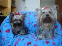 Фотографии к статье: Йоркширский терьер (Yorkshire Terrier) / Советы по уходу и воспитанию породы собак, описание собаки, помощь при болезнях, фотографии, дискусии и форум.