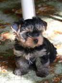 Фотографии к статье: Йоркширский терьер (Yorkshire Terrier) / Советы по уходу и воспитанию породы собак, описание собаки, помощь при болезнях, фотографии, дискусии и форум.