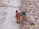 Фотографии к статье: Йоркширский терьер (Yorkshire Terrier) / Советы по уходу и воспитанию породы собак, описание собаки, помощь при болезнях, фотографии, дискусии и форум.