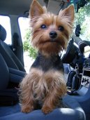 Фотографии к статье: Йоркширский терьер (Yorkshire Terrier) / Советы по уходу и воспитанию породы собак, описание собаки, помощь при болезнях, фотографии, дискусии и форум.