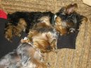 Фотографии к статье: Йоркширский терьер (Yorkshire Terrier) / Советы по уходу и воспитанию породы собак, описание собаки, помощь при болезнях, фотографии, дискусии и форум.