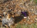 Фотографии к статье: Йоркширский терьер (Yorkshire Terrier) / Советы по уходу и воспитанию породы собак, описание собаки, помощь при болезнях, фотографии, дискусии и форум.