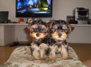 Фотографии к статье: Йоркширский терьер (Yorkshire Terrier) / Советы по уходу и воспитанию породы собак, описание собаки, помощь при болезнях, фотографии, дискусии и форум.