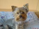 Фотографии к статье: Йоркширский терьер (Yorkshire Terrier) / Советы по уходу и воспитанию породы собак, описание собаки, помощь при болезнях, фотографии, дискусии и форум.