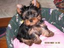 Фотографии к статье: Йоркширский терьер (Yorkshire Terrier) / Советы по уходу и воспитанию породы собак, описание собаки, помощь при болезнях, фотографии, дискусии и форум.