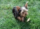 Фотографии к статье: Йоркширский терьер (Yorkshire Terrier) / Советы по уходу и воспитанию породы собак, описание собаки, помощь при болезнях, фотографии, дискусии и форум.