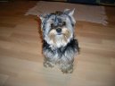 Фотографии к статье: Йоркширский терьер (Yorkshire Terrier) / Советы по уходу и воспитанию породы собак, описание собаки, помощь при болезнях, фотографии, дискусии и форум.