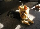 Фотографии к статье: Йоркширский терьер (Yorkshire Terrier) / Советы по уходу и воспитанию породы собак, описание собаки, помощь при болезнях, фотографии, дискусии и форум.