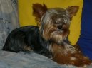 Фотографии к статье: Йоркширский терьер (Yorkshire Terrier) / Советы по уходу и воспитанию породы собак, описание собаки, помощь при болезнях, фотографии, дискусии и форум.