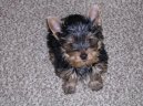 Фотографии к статье: Йоркширский терьер (Yorkshire Terrier) / Советы по уходу и воспитанию породы собак, описание собаки, помощь при болезнях, фотографии, дискусии и форум.