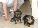 Фотографии к статье: Йоркширский терьер (Yorkshire Terrier) / Советы по уходу и воспитанию породы собак, описание собаки, помощь при болезнях, фотографии, дискусии и форум.