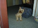 Фотографии к статье: Йоркширский терьер (Yorkshire Terrier) / Советы по уходу и воспитанию породы собак, описание собаки, помощь при болезнях, фотографии, дискусии и форум.