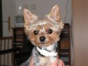 Фотографии к статье: Йоркширский терьер (Yorkshire Terrier) / Советы по уходу и воспитанию породы собак, описание собаки, помощь при болезнях, фотографии, дискусии и форум.