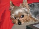 Фотографии к статье: Йоркширский терьер (Yorkshire Terrier) / Советы по уходу и воспитанию породы собак, описание собаки, помощь при болезнях, фотографии, дискусии и форум.