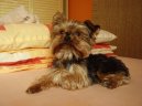 Фотографии к статье: Йоркширский терьер (Yorkshire Terrier) / Советы по уходу и воспитанию породы собак, описание собаки, помощь при болезнях, фотографии, дискусии и форум.