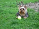 Фотографии к статье: Йоркширский терьер (Yorkshire Terrier) / Советы по уходу и воспитанию породы собак, описание собаки, помощь при болезнях, фотографии, дискусии и форум.