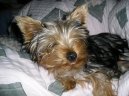 Фотографии к статье: Йоркширский терьер (Yorkshire Terrier) / Советы по уходу и воспитанию породы собак, описание собаки, помощь при болезнях, фотографии, дискусии и форум.