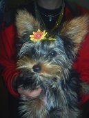 Фотографии к статье: Йоркширский терьер (Yorkshire Terrier) / Советы по уходу и воспитанию породы собак, описание собаки, помощь при болезнях, фотографии, дискусии и форум.