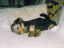 Фотографии к статье: Йоркширский терьер (Yorkshire Terrier) / Советы по уходу и воспитанию породы собак, описание собаки, помощь при болезнях, фотографии, дискусии и форум.