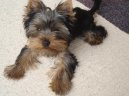 Фотографии к статье: Йоркширский терьер (Yorkshire Terrier) / Советы по уходу и воспитанию породы собак, описание собаки, помощь при болезнях, фотографии, дискусии и форум.