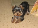 Фотографии к статье: Йоркширский терьер (Yorkshire Terrier) / Советы по уходу и воспитанию породы собак, описание собаки, помощь при болезнях, фотографии, дискусии и форум.