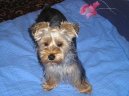 Фотографии к статье: Йоркширский терьер (Yorkshire Terrier) / Советы по уходу и воспитанию породы собак, описание собаки, помощь при болезнях, фотографии, дискусии и форум.