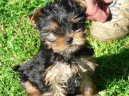 Фотографии к статье: Йоркширский терьер (Yorkshire Terrier) / Советы по уходу и воспитанию породы собак, описание собаки, помощь при болезнях, фотографии, дискусии и форум.