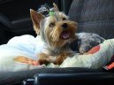 Фотографии к статье: Йоркширский терьер (Yorkshire Terrier) / Советы по уходу и воспитанию породы собак, описание собаки, помощь при болезнях, фотографии, дискусии и форум.