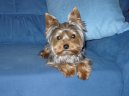 Фотографии к статье: Йоркширский терьер (Yorkshire Terrier) / Советы по уходу и воспитанию породы собак, описание собаки, помощь при болезнях, фотографии, дискусии и форум.