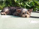 Фотографии к статье: Йоркширский терьер (Yorkshire Terrier) / Советы по уходу и воспитанию породы собак, описание собаки, помощь при болезнях, фотографии, дискусии и форум.