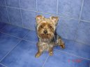 Фотографии к статье: Йоркширский терьер (Yorkshire Terrier) / Советы по уходу и воспитанию породы собак, описание собаки, помощь при болезнях, фотографии, дискусии и форум.