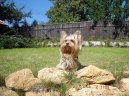 Фотографии к статье: Йоркширский терьер (Yorkshire Terrier) / Советы по уходу и воспитанию породы собак, описание собаки, помощь при болезнях, фотографии, дискусии и форум.