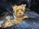 Фотографии к статье: Йоркширский терьер (Yorkshire Terrier) / Советы по уходу и воспитанию породы собак, описание собаки, помощь при болезнях, фотографии, дискусии и форум.