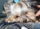 Фотографии к статье: Йоркширский терьер (Yorkshire Terrier) / Советы по уходу и воспитанию породы собак, описание собаки, помощь при болезнях, фотографии, дискусии и форум.