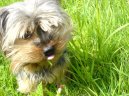 Фотографии к статье: Йоркширский терьер (Yorkshire Terrier) / Советы по уходу и воспитанию породы собак, описание собаки, помощь при болезнях, фотографии, дискусии и форум.