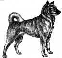 Каи (Kai Dog) / Породы собак / Породы собак: Среднего размера: Уход, советы, бесплатные объявления, форум, болезни
