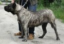 Канарский дог (Dogo Canario) / Породы собак / Породы собак: Пинчеры и шнауцеры, молоссы: Уход, советы, бесплатные объявления, форум, болезни