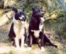 Фотографии к статье: Карельская медвежья собака (Karjalankarhukoira, Karelian Bear Dog) / Советы по уходу и воспитанию породы собак, описание собаки, помощь при болезнях, фотографии, дискусии и форум.